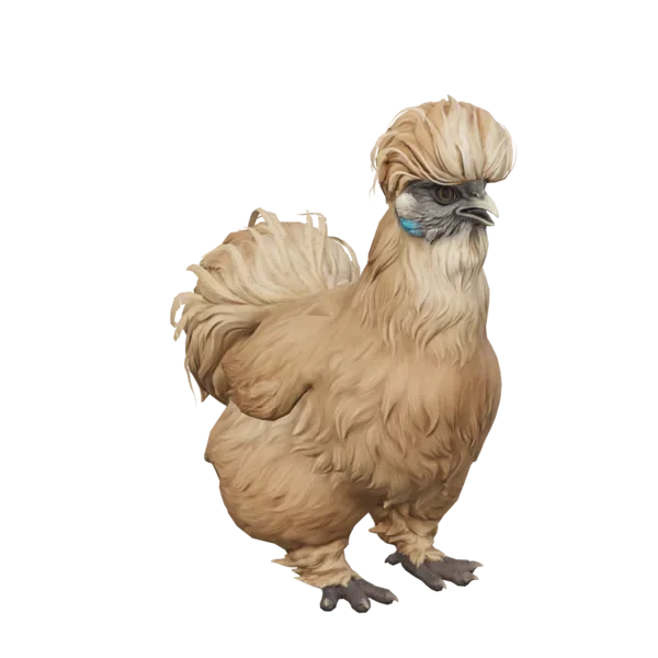 Pet Chicken | Silkie (Brown)