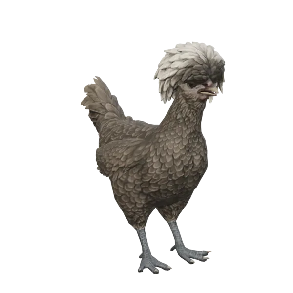 Pet Chicken | Polish (Black with White Head)