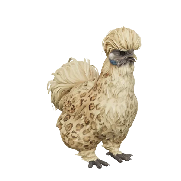 Pet Chicken | Silkie (Leopard)