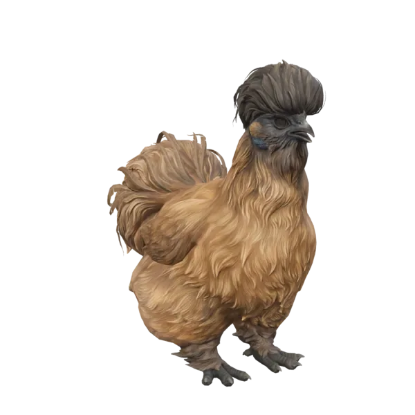 Pet Chicken | Silkie (Brown with Black Head)