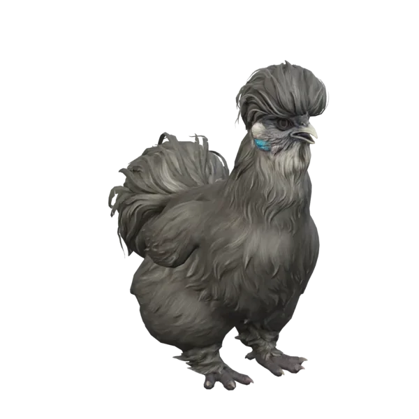 Pet Chicken | Silkie (Black)