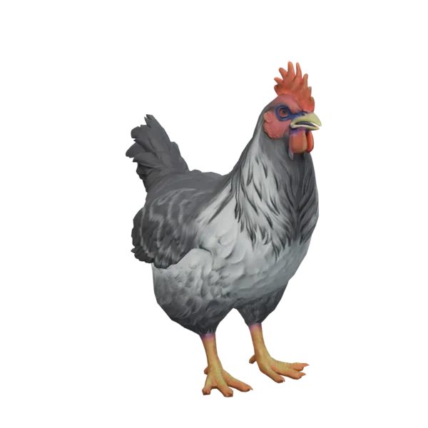 Pet Chicken | Catalana (Grey)