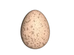Chicken Egg