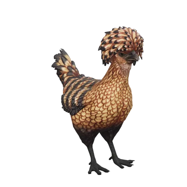 Pet Chicken | Polish (Orange with Black Stripes)