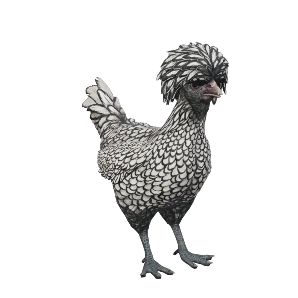 Pet Chicken | Polish (White with Black Wing Tips)