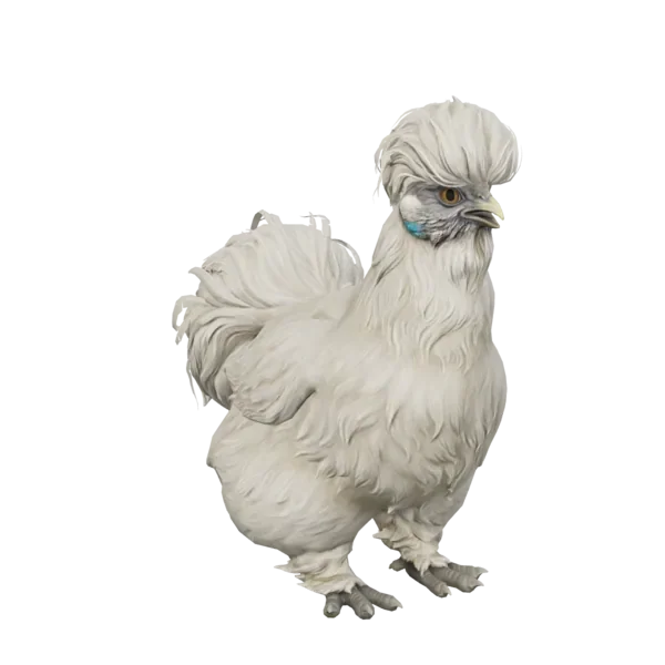 Pet Chicken | Silkie (White)