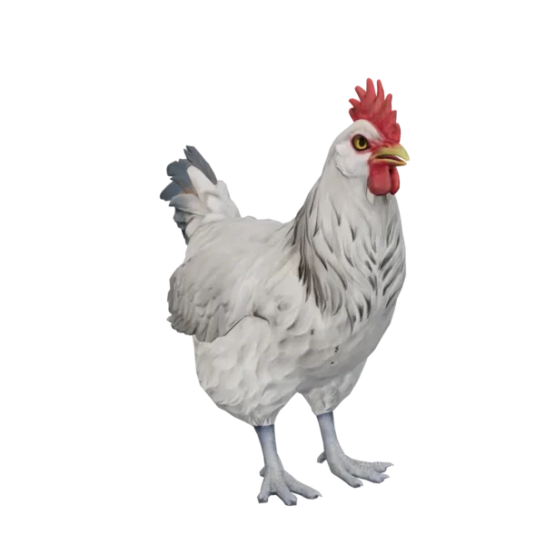 Pet Chicken | Catalana (White)