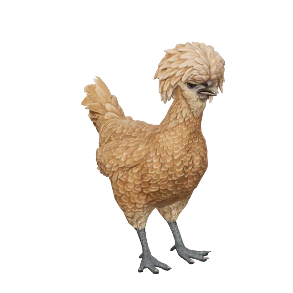 Pet Chicken | Polish (Brown)