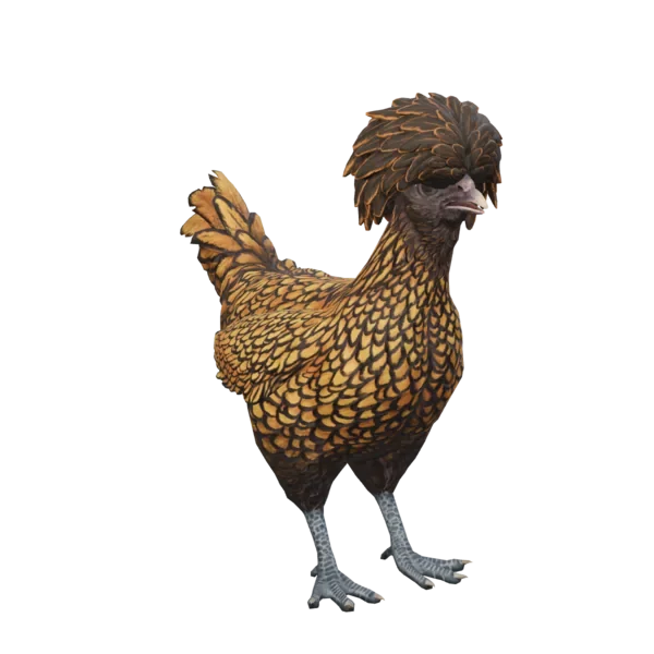 Pet Chicken | Polish (Brown with Black Wing Tips)
