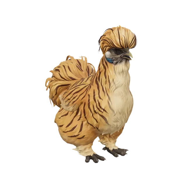 Pet Chicken | Silkie (Tiger)
