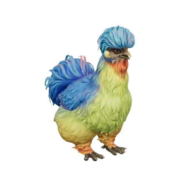 Pet Chicken | Silkie (Blue with Red Beard)
