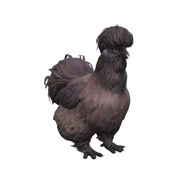 Pet Chicken | Silkie (Purple)