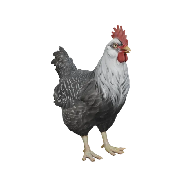 Pet Chicken | Catalana (Black with White Head)
