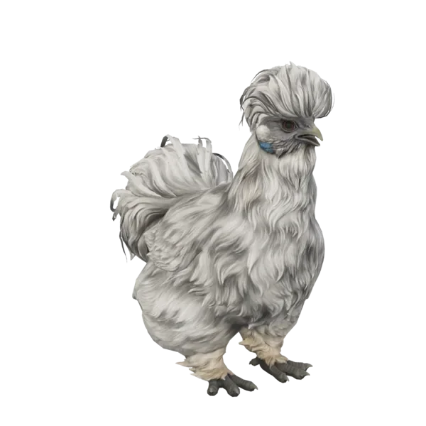 Pet Chicken | Silkie (Splash)