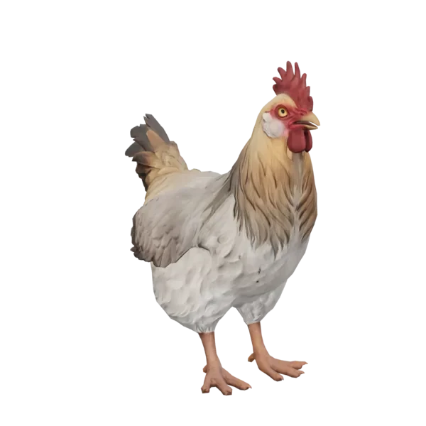 Pet Chicken | Catalana (White with Tan Head)