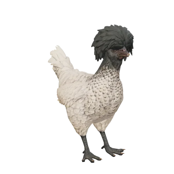 Pet Chicken | Polish (White with Black Head)