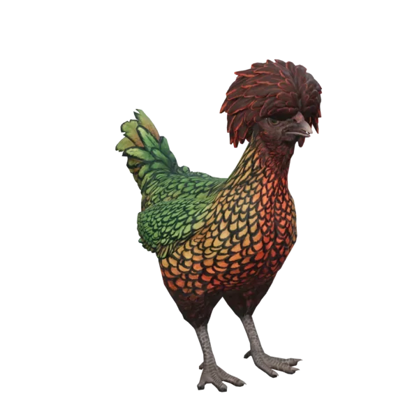 Pet Chicken | Polish (Green with Red Head)