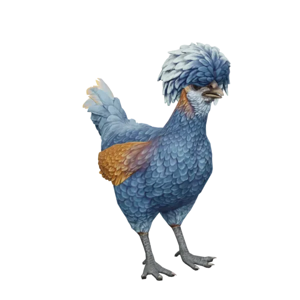 Pet Chicken | Polish (Blue)