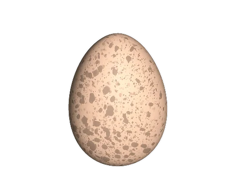 Chicken Egg