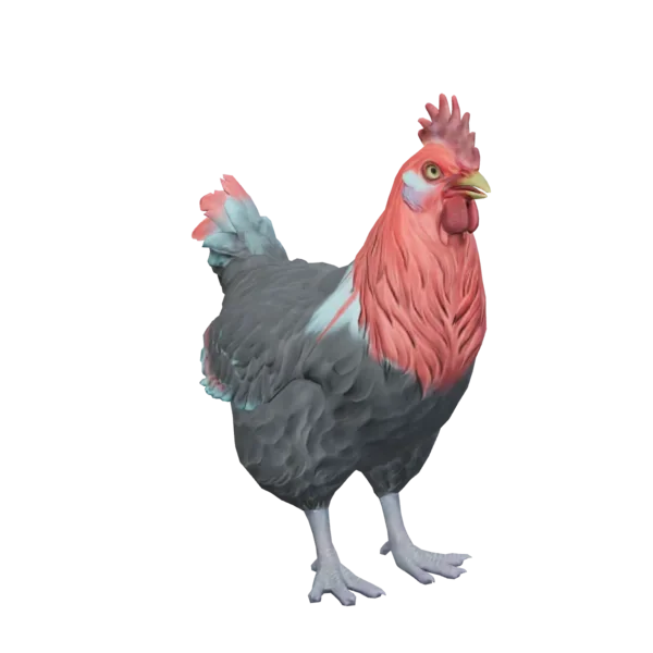 Pet Chicken | Catalana (Black with Red Head)