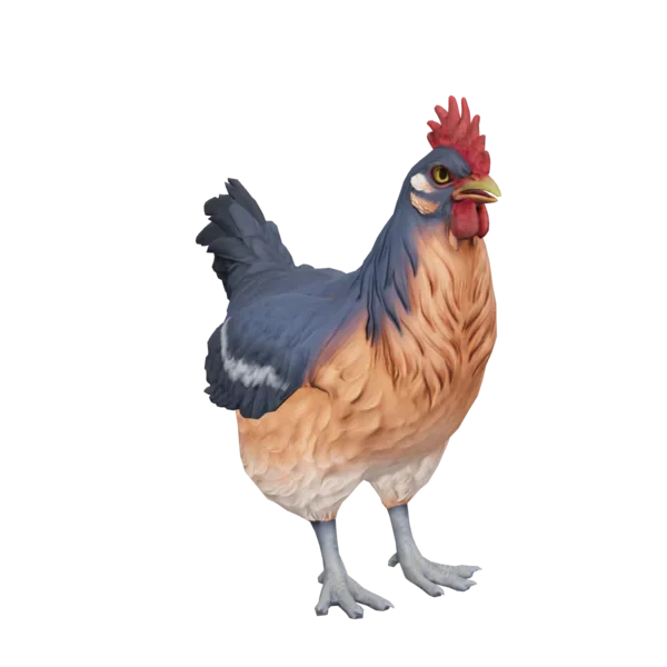 Pet Chicken | Catalana (Blue and Light Orange)