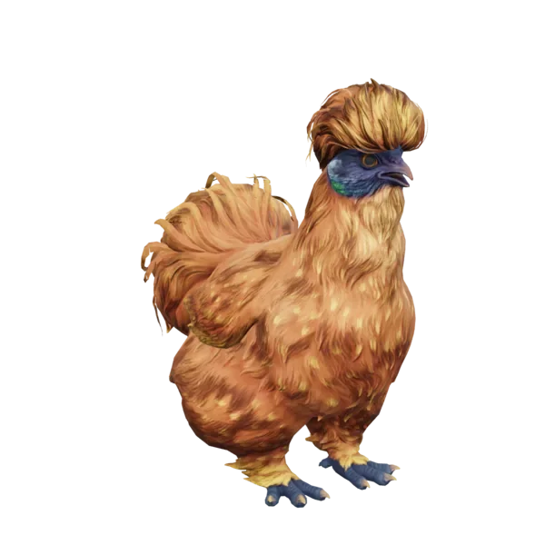 Pet Chicken | Silkie (Orange)