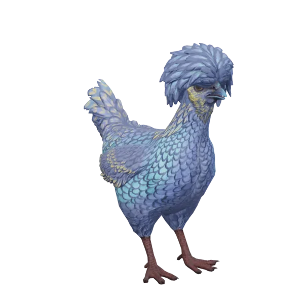Pet Chicken | Polish (Blue and Yellow)