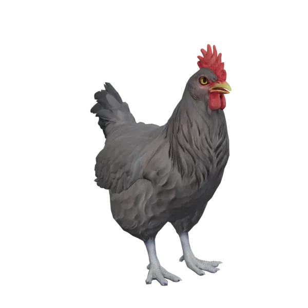 Pet Chicken | Catalana (Black)