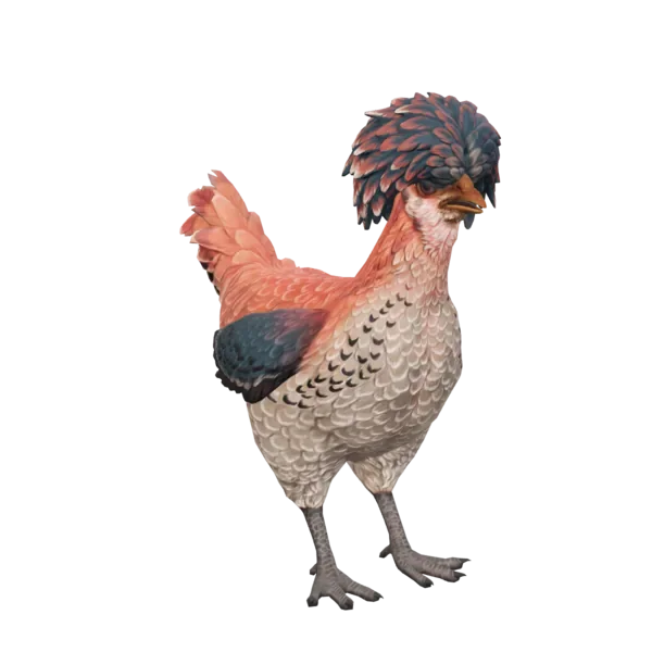 Pet Chicken | Polish (Orange, White and Blue)